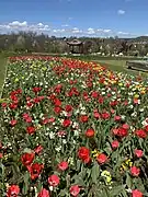 Frühlingsblumen