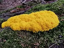 Fuligo Septica