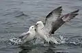 Eissturmvogel bei der Fütterung des Jungvogels