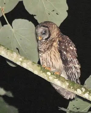 Gilbkauz (Strix fulvescens)