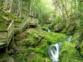 Dickson Falls Wanderweg