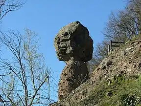 Fungo di Piana Crixia