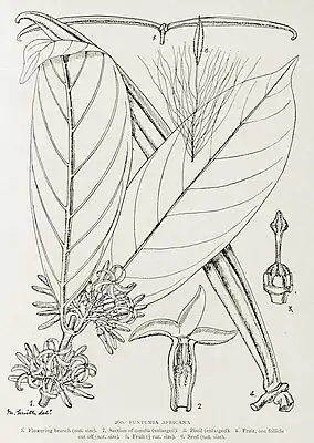 Funtumia africana (heterosynonym: Funtumia latifolia)