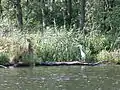 Reiher an der Peene bei Gützkow