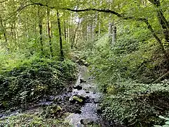 Große Dhünn im Erlen-Auwald