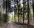 Fichtenwald