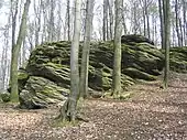 Nach Osten einfallende Gneis-Klippe (Naturdenkmal) der Böllsteiner Höhe: wechselnd engstreifig und flasrig-augig.