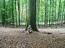 Königsbuche