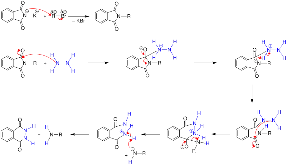 Mechanismus der Gabriel-Synthese: Hydrazinolyse