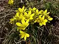 Böhmen-Gelbstern (Gagea bohemica), in Österreich stark gefährdet