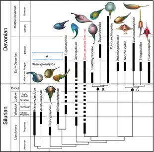 Phylogenie der Galeaspida