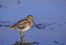 Bekassine(Gallinago gallinago)