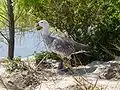 Magellangans (Chloephaga picta) ♂