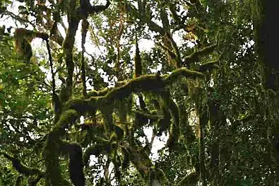 Nebelwald auf La&nbsp;Gomera, ausgedehnte Flechtenvegetation