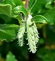 Junge Blütenstände der Sorte Garrya elliptica ‘James Roof’