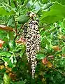 Alte Blütenstände der Sorte Garrya elliptica ‘James Roof’