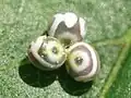Eier