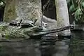 Gangesgavial