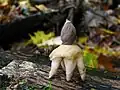 Kleiner Nest-ErdsternGeastrum quadrifidum