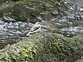 Gebirgsstelze, Jungvogel