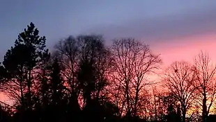 Bäume in starkem Gegenlicht bei Abendrot