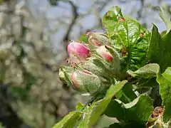 Knospen