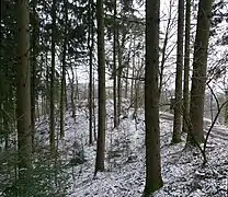 Hinten Burgplateau. Vorne aufgefüllter Halsgraben