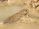 Gelbbauchunke