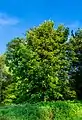 Gelbe RosskastanieAesculus flava