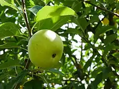 Unreife Frucht am Baum