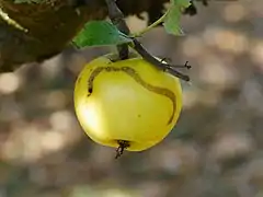 Frucht am Baum