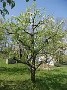 Baum im Obstgarten