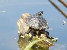 Gelbwangen-Schmuckschildkröte beim Sonnenbad auf Totholz im Aradosee