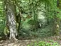 Bizarre Baumwuchsform am Gelpe-Mittellauf