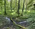Erlenauwald am Gelpe-Mittellauf