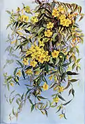 Gelsemium sempervirens