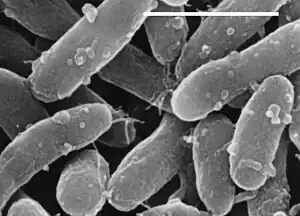 Bacteria (Bakterien): Gemmatimonas aurantiaca(—: 1 Mikrometer)