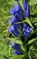 Schwalbenwurz-Enzian(Gentiana asclepiadea)