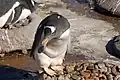 Eselspinguin