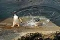 Eselspinguine in Ajax Bay