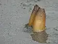 Muschel im Sand