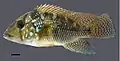 „G.“ rufomarginatus