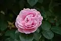 ‘Gerbe Rose’, Fauque, 1904