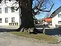 Gerichtslinde