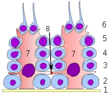 Keimepithel des Samenkanälchens:1 Basalmembran2 Spermatogonie3 Spermatozyt 1. Ordnung4 Spermatozyt 2. Ordnung5 Spermatide6 reife Spermatide7 Sertoli-Zelle8 Tight junction&nbsp;&nbsp;&nbsp;(Blut-Hoden-Schranke)
