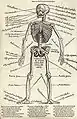 Die Knochenanatomie