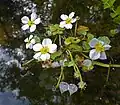 Gefährdet in unbekanntem Ausmaß: Wasserhahnenfuß (Ranunculus aquatilis)