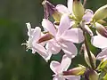 Echtes Seifenkraut(Saponaria officinalis)