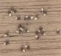 Feld-Hainsimse (Luzula campestris), Früchte mit Elaiosomen