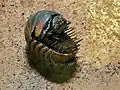 Tausendfüßer (Zephroniidae)